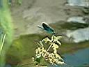 Dscf0038.jpg