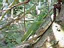 DSCF10068.JPG